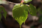 Blatt der Winterlinde