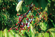 Vogelkirschenasts mit Früchten