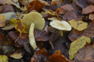 Zwei gelbe Pilze sprießen aus dem Waldboden