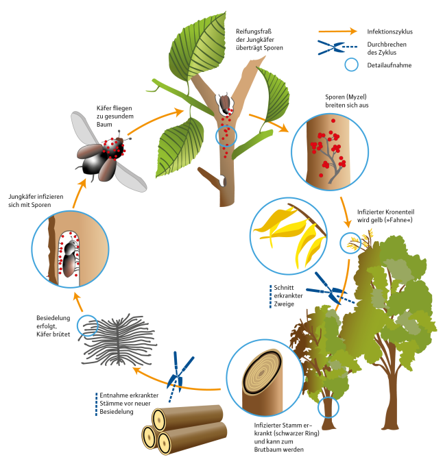 Infektionszyklus des Ulmensterbens und die Möglichkeiten der Unterbrechung