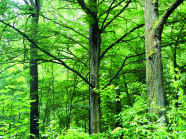 Blick in den grünen Kronenraum alter Buchenbestände