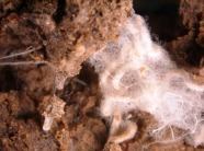 Ekto-Mykorrhiza der Zerreiche in Nahaufnahme