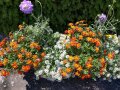 Ein bepflanzter Blumenkasten mit abwechselnd orange und weißen Pflanzen. Dazwischen ragt rechts und links eine hellviolett blühende Blüte in Form einer Kugel in die Höhe.