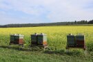 Honigbienenvölker stehen an einer Fläche mit Gelbsenf und Ölrettich.
