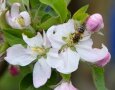 Eine Biene besucht eine weiß blühende Apfelblüte.