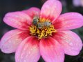Zwei Bienen sammeln Nektar auf einer rosafarbenen Blüte einer Dahlie. Ihre Röhrenblüten haben eine intensiv gelbe Farbe.