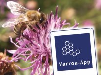 Auf dem Logo der Varroa-app ist eine Blüte mit einer Biene abgebildet. In der rechten unteren Ecke sind stilisierte Waben über dem Schriftzug Varroa-App abgebildet.