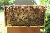 verdeckelte Brutwabe eines gesunden Bienenvolkes
