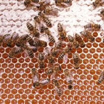 Bienen sitzen auf einer Honigwabe