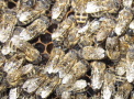 Bienen auf der Wabe mit feinen Flüssigkeitstropfen auf dem Körper.