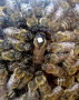 Bienenkönigin mit weißem Punkt