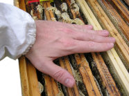 Imker legt seine Hand auf Bienenbesetzte Waben zur Kontrolle der Eigenschaft Sanftmut.