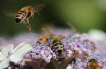 Eine Biene im Anflug auf eine Blüte auf der schon weitere Bienen sitzen.