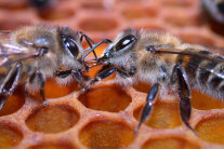 Zwei Honigbienen auf einer Wabe in Nahaufnahme.