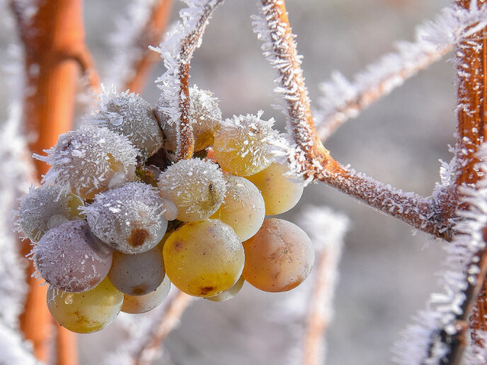 Trauben im Weinberg mit Frost überzogen.