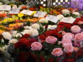 Reihen von langstielige Rosen in verschiedenen Farben