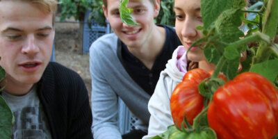 Studierende betrachten eine Tomatenpflanze.