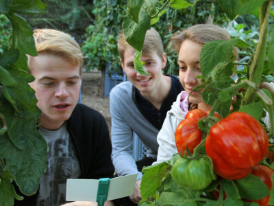 Drei Studierende beim Betrachten einer Tomatenpflanze an der eine große reife Tomate hängt