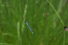 Blaue Libelle am Teich