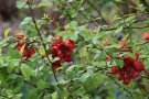 Leuchten rote Blüten zwischen grünen Blättern.