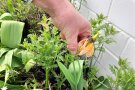 Auskneifen von verblühter Tulpe