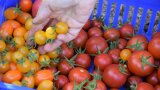 Kleinfruchtige Tomaten in unterschiedlichen Farben, gelbe Tomaten liegen in der HANd