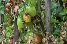stark befallene Tomatenpflanze: Befall bei Laubblättern, Stängel und Frucht