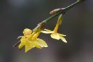 Gelbe Blüte des Winterjasmin