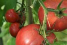 Große Tomaten-Früchte mit Rissen