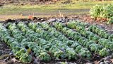 Feldsalat über Winter auf dem Beet