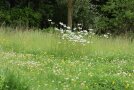Wiese mit Blüten