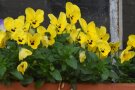 gelbe Stiefmütterchen in einem Blumenkasten am Fenster