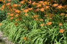 Taglilien mit orangefarbener Blüte als Beeteinfassung