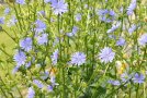Himmelblaues Blütenmeer einer Chicoree-Pflanze im zweiten Standjahr