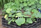 Verschiedene Fruchtgemüse-Jungpflanzen stehen in einer schwarzen Kiste