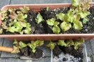 Salatjungpflanzen im Balkonkasten