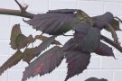 Rote Brombeerblätter 