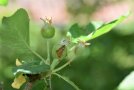 Von Frostspannerraupe angefressene Früchte