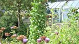 Stangenbohnen wachsen mitten im Gemüsegarten