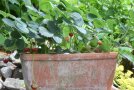 Monatserdbeeren im Tonkasten