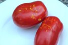 Rote Tomate mit hellen Punkten