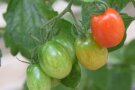 Tomatenfrüchte in verschiedenen Reifestadien