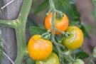 Platzer Tomate