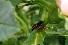 Larve des Asiatischen Marienkäfers