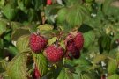 Himbeeren mit Schaden