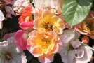 Ungefüllte Rosenblüte mit Biene