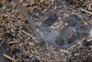 Gießen über Miscanthusmulch