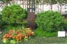 Grabbepflanzung mit Blüte und Blattgrün