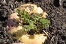 Pastinake Austrieb nach dem Winter