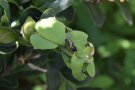 Buchsbaumzünsler Raupe frisst zwischen den grünen Blättern.